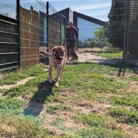 VALKY, chienne à adopter