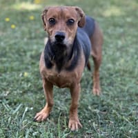 Jack CAA, chien à adopter