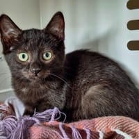 HASSAN, chat à adopter