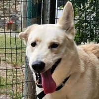 CAMEL, chien à adopter