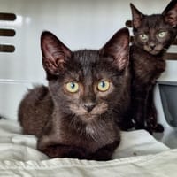 HATCHI, chat à adopter