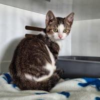 HOPE, chat à adopter