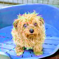 WENDY, chienne à adopter