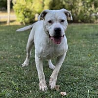 Fluffy CAA13967, chienne à adopter
