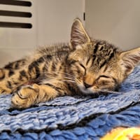THEO, chat à adopter