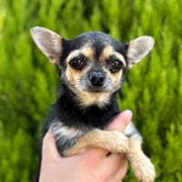Clarisse CAA13965, chienne à adopter