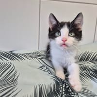 ASK, chat à adopter