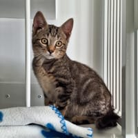 HELY, chatte à adopter