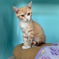 ALF, chat à adopter