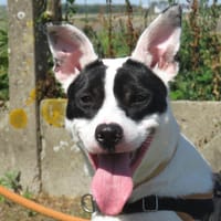 ELLIE, chienne à adopter