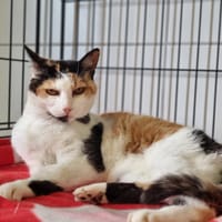 MYOU, chatte à adopter