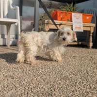 Sonic, chien à adopter