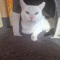 PITCHOUNETTE, chatte à adopter