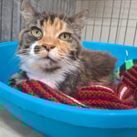CALINE, chatte à adopter
