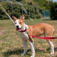 MYA, chienne à adopter