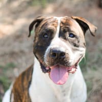 Sapristi, chien à adopter