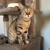 WINNIE, chatte à adopter