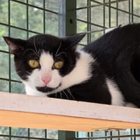 MOONLIGHT, chat à adopter