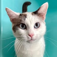 CLOCHETTE, chatte à adopter