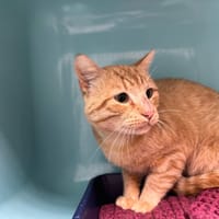 COCO, chat à adopter