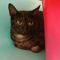 DIVERGENTE QCT, chatte à adopter