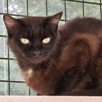 POLLY, chatte à adopter
