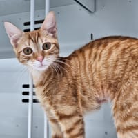 KIM, chatte à adopter