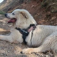 Everest, chien à adopter