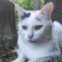 OREO, chat à adopter