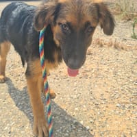 THANOS (Maria), chien à adopter