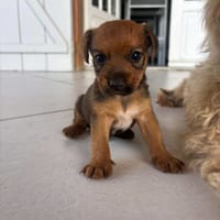 Asko, le petit rigolo, chien à adopter