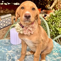 SABLE (Martina), chienne à adopter