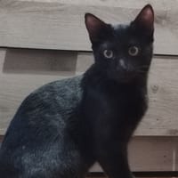COCA, chat à adopter