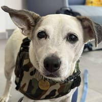 EVAN (Maria), chien à adopter