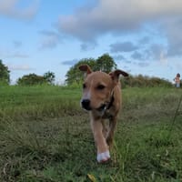 APPLE, la chouette créole, chienne à adopter