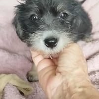 ATOS, le beau glouton, chien à adopter