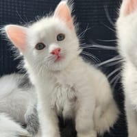HÉRA, chatte à adopter