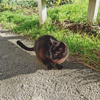 BETTY, chatte à adopter