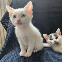 ORION, chat à adopter