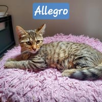 ALLEGRO, chat à adopter
