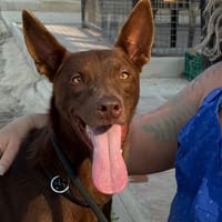 DOLORES (Maria), chienne à adopter