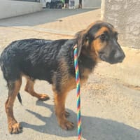 DANI (Maria), chien à adopter
