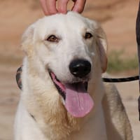 DAMIAN (Maria), chien à adopter