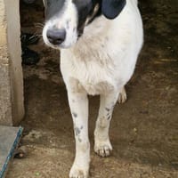 Loupio, chien à adopter