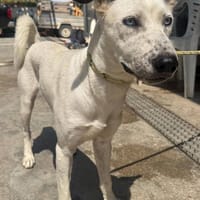 ICEBLU (Maria), chienne à adopter