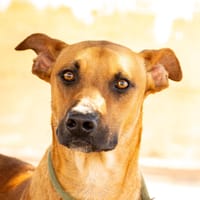 ALEX (Maria), chien à adopter