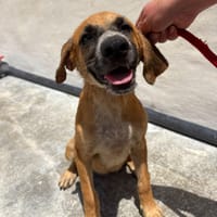 SUSI (Maria), chienne à adopter