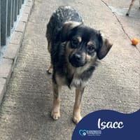 Isacc, dog to adopt