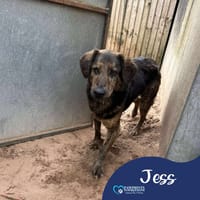 Jess, dog to adopt