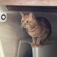Mufasa, chat à adopter